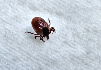 Detail of a tick. Ixodes ricinus. A close-up of the disgusting hairy parasite on the natural texture of a leaf.