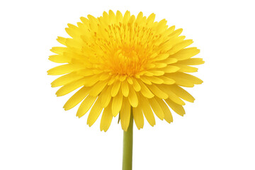 Vibrant yellow dandelion flower blooming, delicate golden petals spreading over slender green stem with transparent backdrop