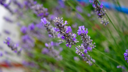 A vibrant close-up of fragrant lavender flowers in full bloom, showcasing their distinctive purple hues and delicate structure.