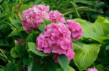 pink hydrangea in the garden

