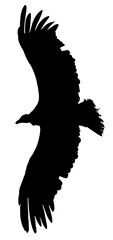 Andean Condor in flight silhouette