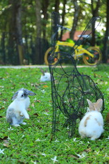 Cute rabbit on the grass
