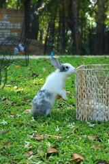 Cute rabbit on the grass