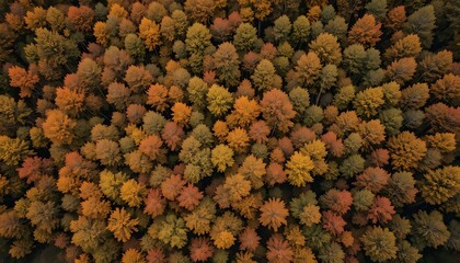 Aerial View of Autumn Forest: Golden and Red Canopy