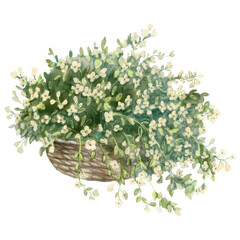 Watercolor illustration of Bouquet of many white decorative flowers. Lush white flowers in a basket. For flower shops, printing on postcards, greeting cards, business cards, etc.