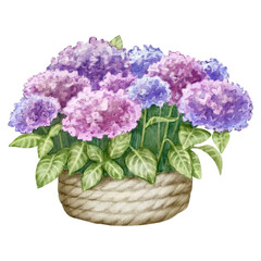 Watercolor illustration of Bouquet of Hydrangea flowers. Lush purple flowers in a basket. For flower shops, printing on postcards, greeting cards, business cards, etc.