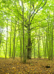 A century-old oak tree in an autumn forest.