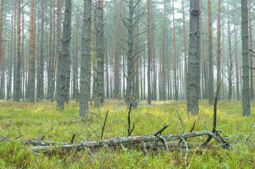 Foggy morning in the forest.