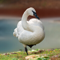 Trumpeter Swan grooming

