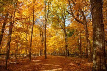 Autumn nature forest. Orange and yellow fall leaves. Fall season colors. Nature in autumn. Fall weather outdoor. Leaves in autumn nature forest. Fallen leaves. Forest walk