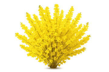 Forsythia bush bursting with bright yellow flowers isolated on transparent background, perfect for spring and easter designs