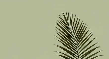 Obraz premium Palm Leaf Minimalism: A single, elegantly designed palm leaf against a light green backdrop showcases a clean, minimalistic aesthetic, evoking tranquility and simplicity.