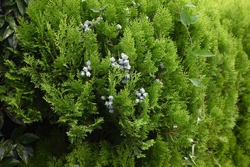 Fototapeta premium Oriental arborvitae (Platycladus orientalis) cones. Cupressaceae evergreen conifer. Monoecious, flowers in spring and produce greenish-white cones after flowering.