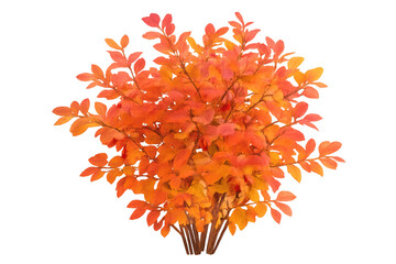Orange-yellow autumn leaves adorning leafy bush, highlighting seasonal foliage against transparent backdrop