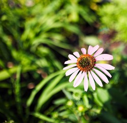 Colourful flower against a green background