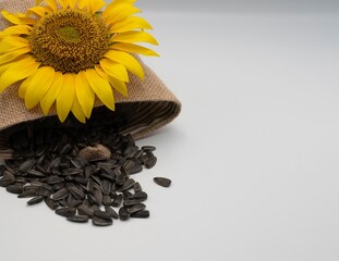  Studio image of a vibrant sunflower resting on a rustic burlap bag with loose black sunflower...