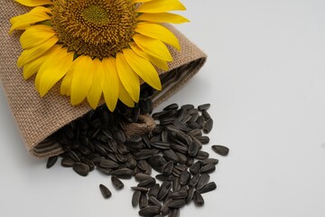  Studio image of a vibrant sunflower resting on a rustic burlap bag with loose black sunflower...