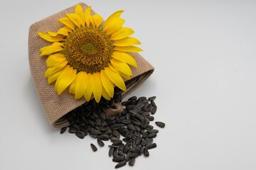  Studio image of a vibrant sunflower resting on a rustic burlap bag with loose black sunflower...