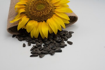  Studio image of a vibrant sunflower resting on a rustic burlap bag with loose black sunflower...