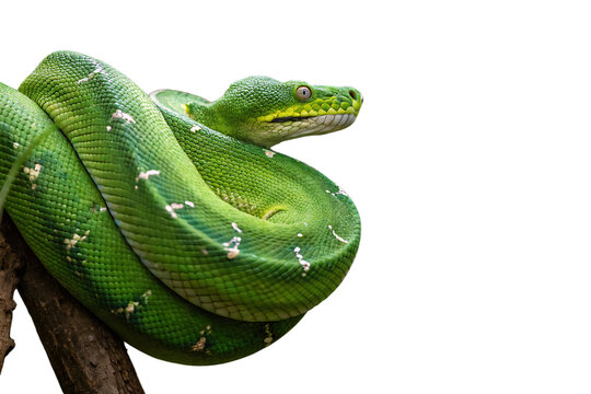 Emerald tree boa coiled around a branch, striking green snake, close up of a snake