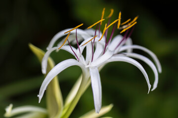 crinum asiaticum, beach lily