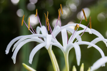 crinum asiaticum, beach lily