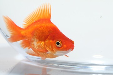 Gold fish swimming in aquarium with clean water on white background, closeup
