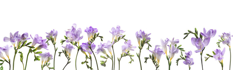 Many beautiful freesia flowers on white background. Banner design