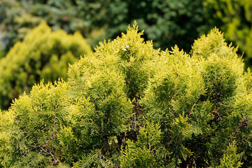 thuja in the garden close-up

