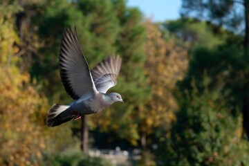 Fototapeta premium A gray pigeon flies against a backdrop of green foliage Its wings are spread showcasing the feathers