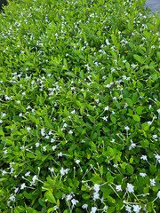 Dense Green Foliage with White Flowers
