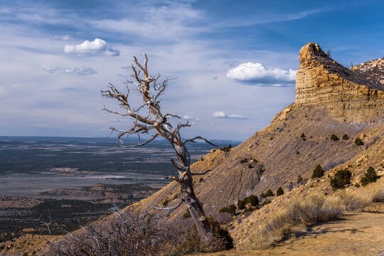 Single Tree