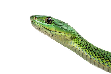 Obraz premium green snake, close up AI generated by PNG