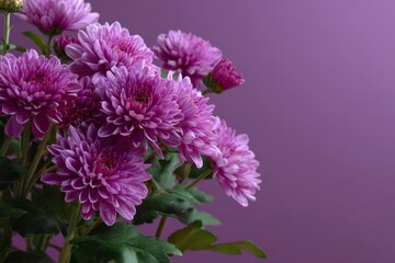 Obraz premium Purple chrysanthemums against a matching background arranged in a bouquetlike display