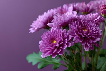 Obraz premium Purple chrysanthemums bloom against a matching backdrop showcasing intricate petal details