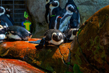 The African penguin (Spheniscus demersus), also known as the jackass penguin, is a medium-sized penguin species native to the southern coast of Africa. 