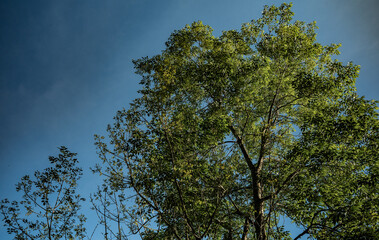 Obraz premium Árbol frondoso bajo cielo azul en un día soleado