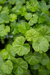 Hojas verdes frescas de malva en primer plano, naturaleza viva y orgánica
