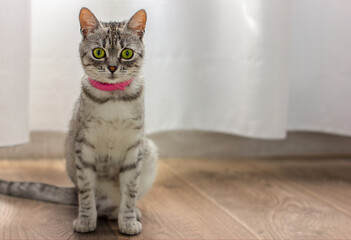 the gray domestic cat in the room