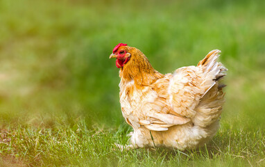 A brown hen on the grass