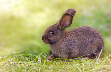brown rabbit in the grass