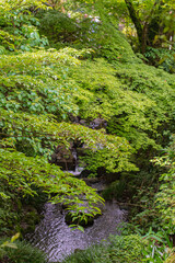 moss on the rocks