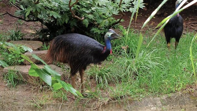  a cassowary bird seek food in the garden in sunny day