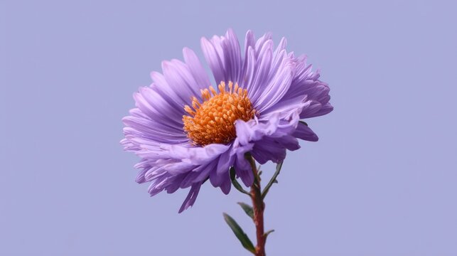 Vibrant purple aster flower blooming against lavender background
