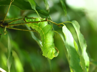 ヤママユ　幼虫