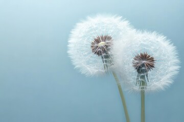 Two delicate white dandelion seed heads with fine thin filaments set against a soft pale blue background emitting a calm and peaceful atmosphere
