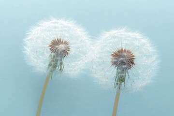 Fototapeta premium Close-up of two delicate dandelion seed heads against a soft blue background conveying lightness and fragility