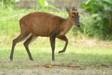 a muntjac muntjak strides slowly through the grass during the day