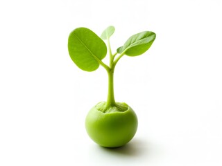 Realistic pea shoot sprout, vibrant green cotyledons, delicate stem emerging from a plump green pea seed, tiny root hairs visible, subtle dew drops on leaves, soft focus on background