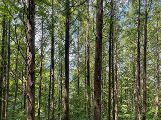 Obraz premium Tranquil Green Forest With Vertical Tall Trees